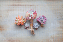 Succulent On Vintage Wooden Background. Colorful Echeveria Plants Beautiful Background