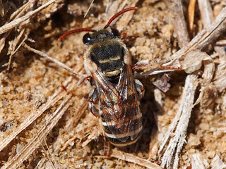 Wall Mural - Wild Bee (Pseudapis unidentata)