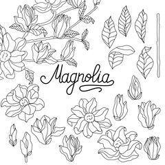 Wall Mural - Magnolia sprig drawing and sketch with linear art on a white background. Set of elements. Different size flowers.