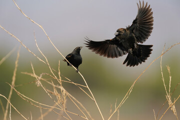 Wall Mural - Red-winged blackbird