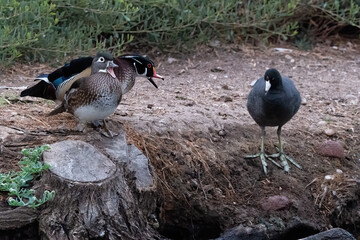 Wall Mural - Wood ducks telling a Coot to get lost. Santee Lakes California.