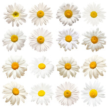 Collection Head Daisies Flowers Isolated On White Background. Perfectly Retouched, Full Depth Of Field On The Photo. Flat Lay, Top View. Floral Pattern, Object
