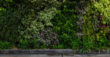 Variety Of Artificial Plant In Beautiful Nature Vertical Garden, A Green Wall Panorama Background.