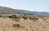Fototapeta Sawanna - Herd of Wild Horses Running in the Utah Desert