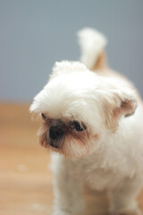 Canvas Print - Closeup shot of a white fluffy Maltese lapdog isolated on a blurred background