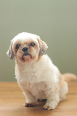 Poster - Closeup shot of a white Shih Tzu dog isolated on a blurred background