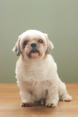 Poster - Closeup shot of a white Shih Tzu dog isolated on a blurred background