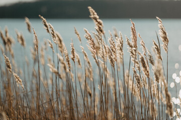 Naklejka na meble pure nature, windy ocean