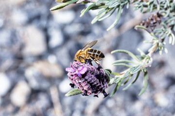 Bee on flower collecting pollen