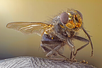 a macro shot of fly . live housefly .insect close-up. macro sharp and detailed fly compound eye surf