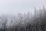 Fototapeta Natura - Zimowy las
