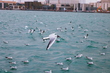 A Flock Of Birds Seagull On And Above The Water