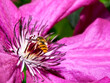 Hover Fly 0401