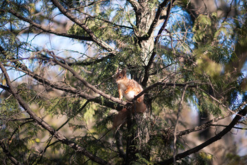 Wall Mural - squirrel on a tree in the park