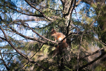 Wall Mural - squirrel on a tree in the park