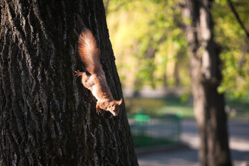 Wall Mural - squirrel on a tree in the park