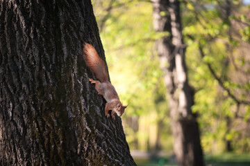 squirrel on a tree in the park