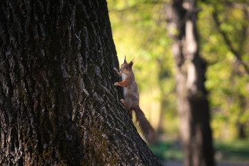 Wall Mural - squirrel on a tree in the park