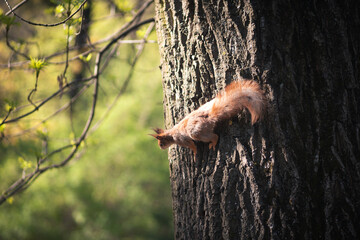 Wall Mural - squirrel on a tree in the park