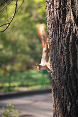 Wall Mural - squirrel on a tree in the park