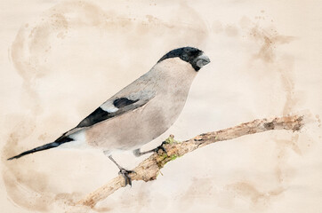 Canvas Print - Eurasian bullfinch female ( Pyrrhula pyrrhula ) waterpaint image