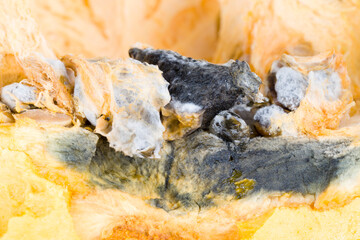 ripe orange pumpkin covered with mold and mildew