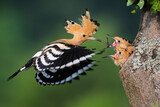 Fototapeta Zwierzęta - eurasian hoopoe, upupa epops, feeding chick inside tree in summer nature. Little birds eating from mother from hole in wood during summertime. Feathered animal with crest in flight with worm in beak.