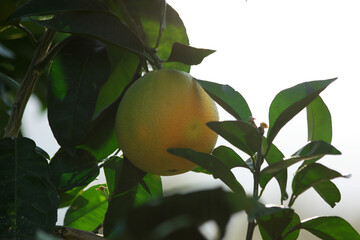 Orange fruit is ripening on tree branch. Orange fruit hanging on tree branch in citrus orchard.