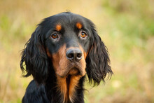Gordon Setter Dog Head Portrait Outside In Green And Yellow Grass