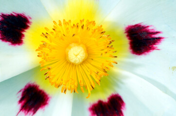 Wall Mural - Cistus x dansereau flower 