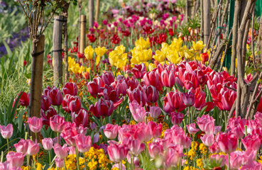 Wall Mural - France, Giverny. Flower bed of tulips in Monet's Garden.