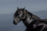 Fototapeta Konie - Portrait of semi-wild horse from the Rila moountains 