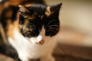 Wall Mural - Tricolor kitty sleeping in the sunny garden, closeup face