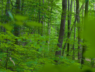 Canvas Print - The Thuringian Forest Nature Park, part of the UNESCO World Heritage Site. Primeval Beech Forests of the Carpathians and the Ancient Beech Forests of Germany.