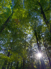 Canvas Print - The Thuringian Forest Nature Park, part of the UNESCO World Heritage Site. Primeval Beech Forests of the Carpathians and the Ancient Beech Forests of Germany.