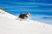 Schnauzer Dog Wearing A Jacket Playing In The Snow With Blue Sky On A Mountain Hill