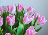 Fototapeta Tulipany - pink tulips on white background