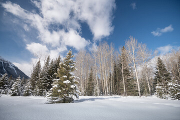 Wall Mural - Beautiful landscape in Banff national park in Winter. Banff national park, Alberta, Canada