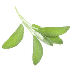 Wall Mural - Sage leaves isolated on white background cutout.