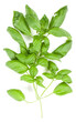 Sweet Genovese basil branch isolated on white background. Flat, Top view.