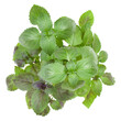 Fresh sweet Corsican basil herbs bouquet isolated on white background cutout. Top view.
