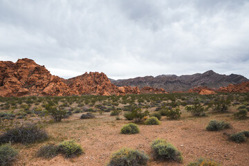 Canvas Print - Red rock formations and desert plants on cloudy morning in Valley of Fire, Nevada