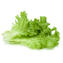 Wall Mural - fresh green lettuce salad leaves isolated on white background