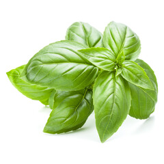 Fresh sweet Genovese basil leaves isolated on white background cutout.