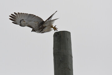 red-tailed hawk taking off from a wooden pole