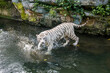 The white tiger stands in the water, it is a pigmentation variant of the Bengal tiger.  Such a tiger has the black stripes typical of the Bengal tiger, but carries a white or near-white coat.