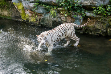 Wall Mural - The white tiger stands in the water, it is a pigmentation variant of the Bengal tiger.  Such a tiger has the black stripes typical of the Bengal tiger, but carries a white or near-white coat.