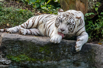 Wall Mural - The white tiger use tongue to lick the paw. It is a pigmentation variant of the Bengal tiger.  Such a tiger has the black stripes typical of the Bengal tiger, but carries a white or near-white coat.