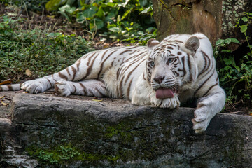 Wall Mural - The white tiger use tongue to lick the paw. It is a pigmentation variant of the Bengal tiger.  Such a tiger has the black stripes typical of the Bengal tiger, but carries a white or near-white coat.