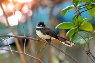 Wall Mural - Close-up Malaysian Pied Fantail Perched on Branch